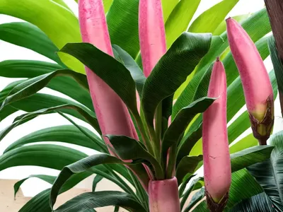 Musa Velutina (Pink Banana)