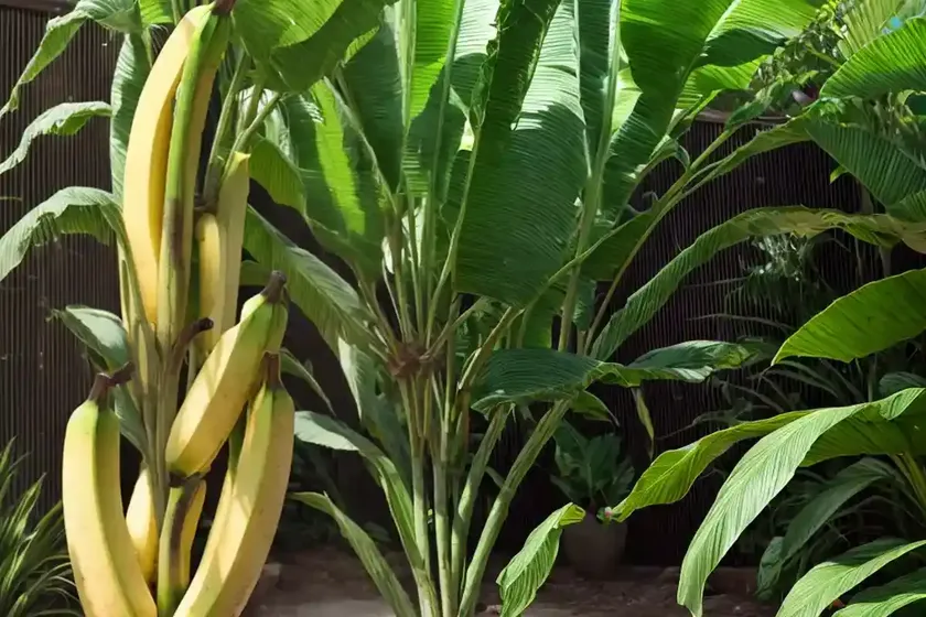 Musa x paradisiaca (edible banana) — photo 2