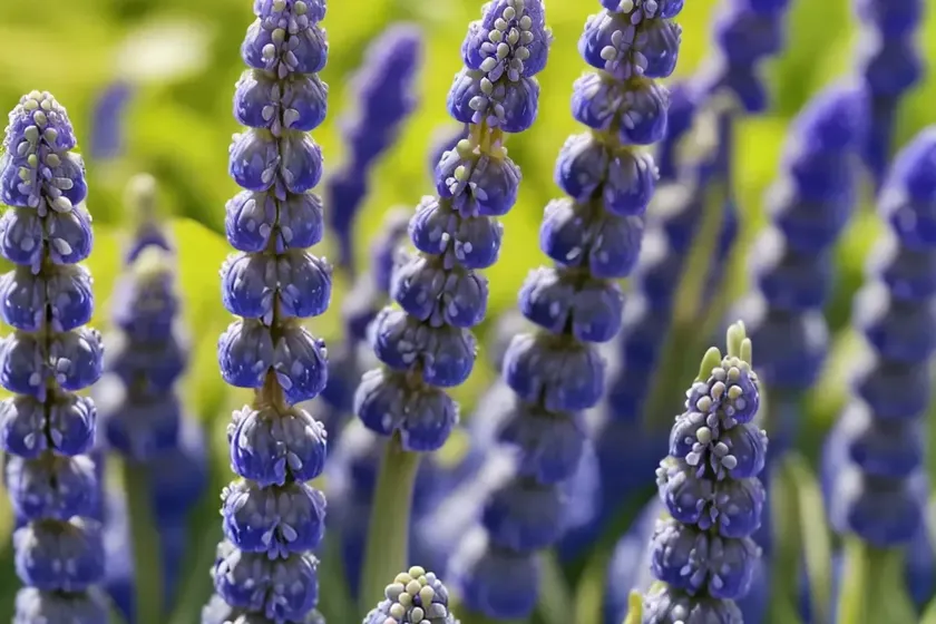 Muscari Armeniacum (Grape Hyacinth) — photo 2