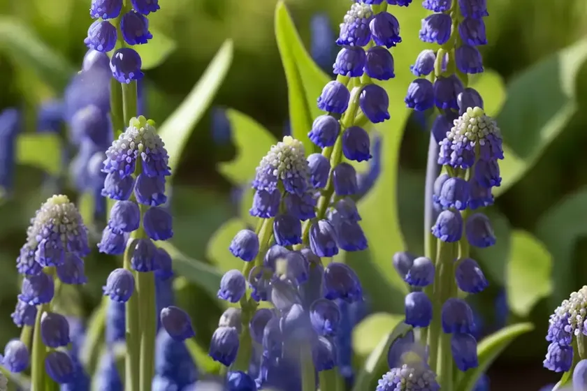 Muscari Armeniacum ‘Valerie Finnis’ (Grape Hyacinth) — photo 2