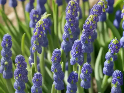 Muscari Armeniacum ‘Valerie Finnis’ (Grape Hyacinth)