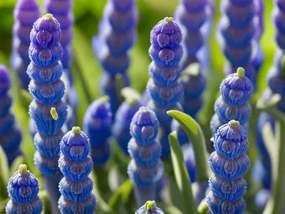Muscari Aucheri ‘Blue Magic’ (Grape Hyacinth)