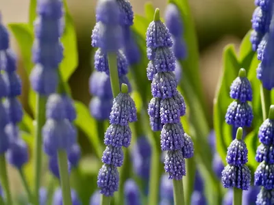 Muscari Aucheri ‘Mount Hood’ (Grape Hyacinth)