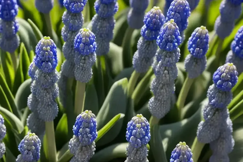 Muscari aucheri ‘ocean magic’ (grape hyacinth) — photo 2