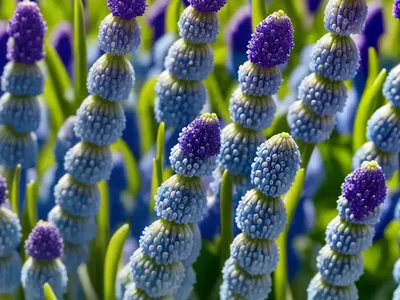 Muscari Aucheri ‘Ocean Magic’ (Grape Hyacinth)