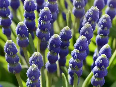 Muscari Azureum ‘Album’ (Grape Hyacinth)