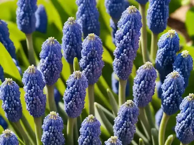 Muscari Azureum (Grape Hyacinth)