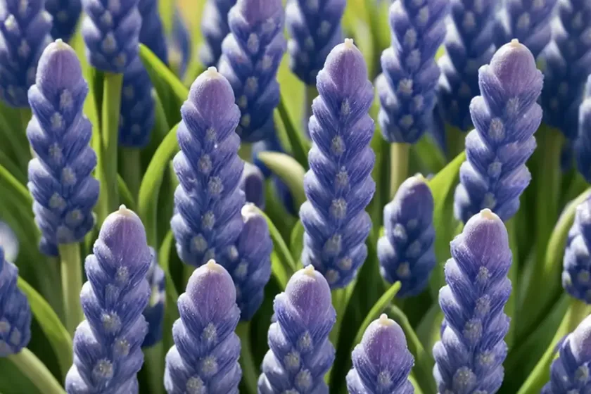 Muscari botryoides ‘album’ (pearls of spain) — photo 2