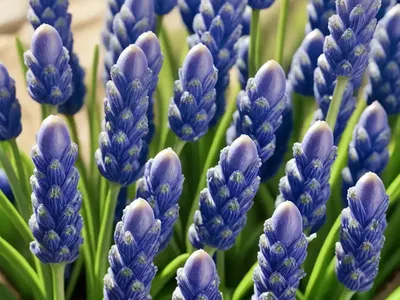 Muscari Botryoides ‘Album’ (Pearls Of Spain)