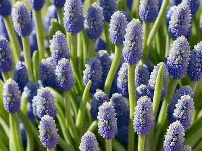 Muscari Latifolium (Grape Hyacinth)