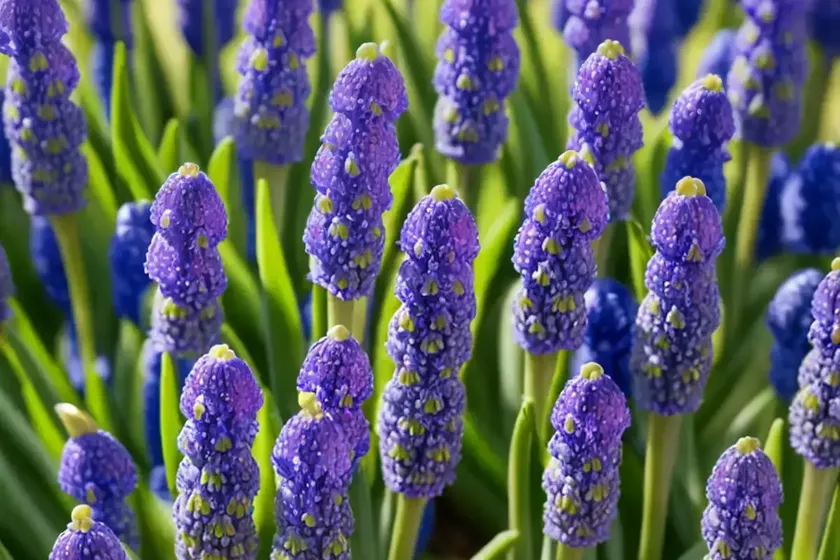 Muscari macrocarpum ‘golden fragrance’ (grape hyacinth) — photo 3
