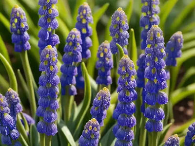 Muscari Macrocarpum ‘Golden Fragrance’ (Grape Hyacinth)