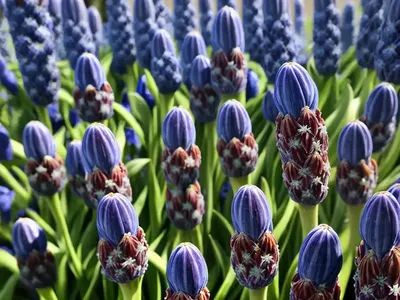 Musk Hyacinth, Muscari, Nutmeg Hyacinth (Muscari Neglectum)
