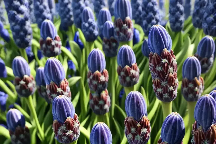 Musk hyacinth, muscari, nutmeg hyacinth (muscari neglectum)
