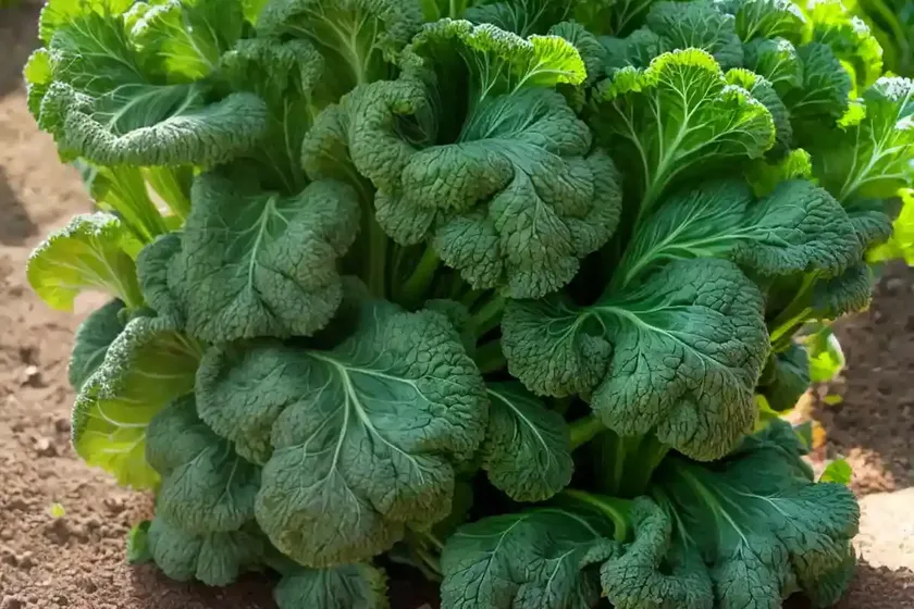 Mustard greens (brassica juncea ‘japanese giant red’) — photo 3
