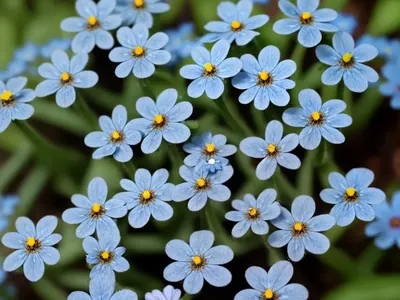 Myosotis Asiatica (Alpine Forget-Me-Not)