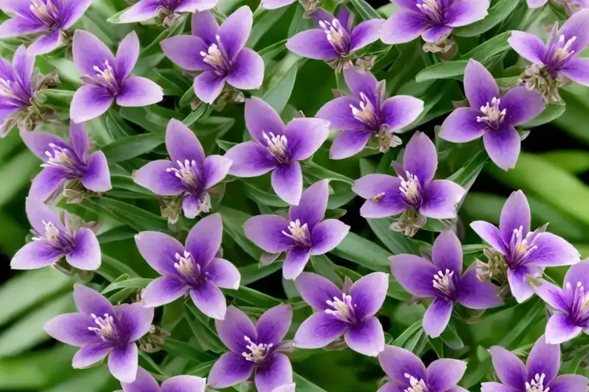 Myrtle-leaf Milkwort (Polygala Myrtifolia) — photo 3