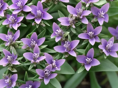 Myrtle-leaf Milkwort (Polygala Myrtifolia)