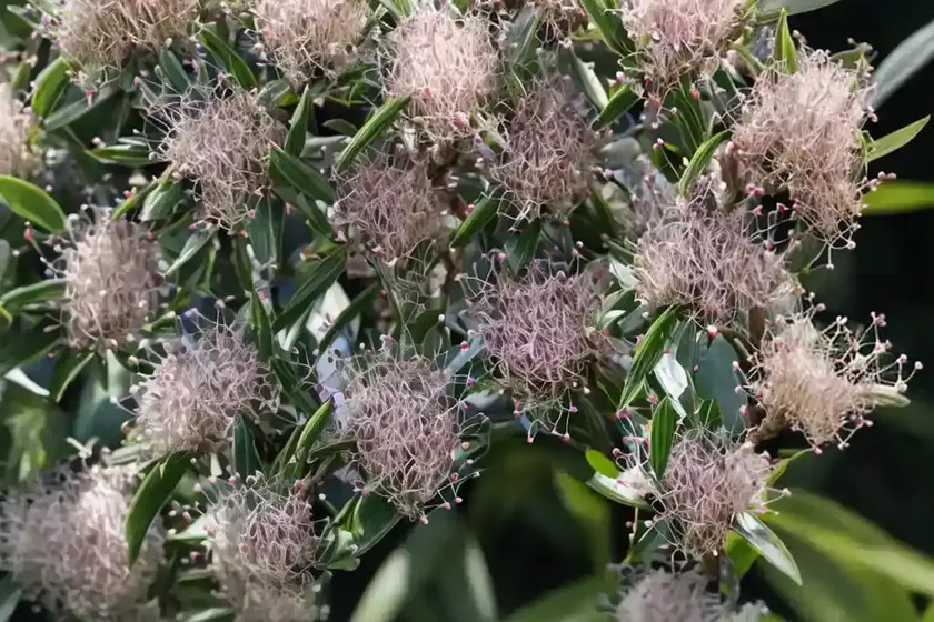 Myrtle (myrtus communis) — photo 2