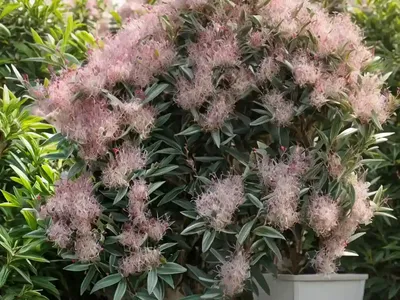 Myrtle (Myrtus Communis)