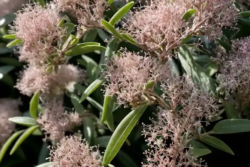 Myrtle (myrtus communis ‘compacta’) — photo 2