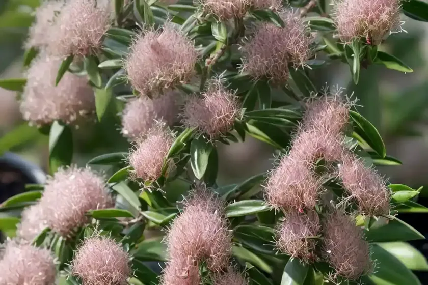 Myrtle (myrtus communis ‘compacta’) — photo 3