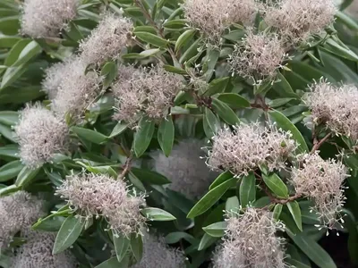 Myrtle (Myrtus Communis ‘Compacta’)