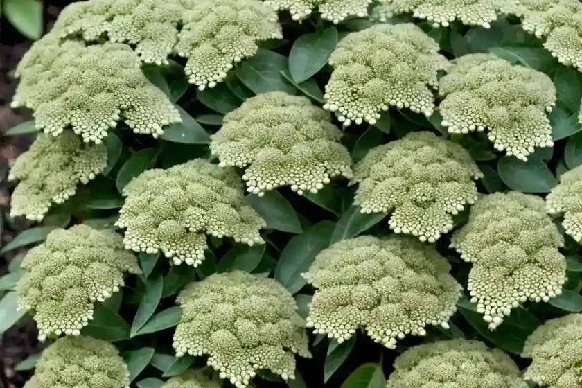 Myrtle spurge (euphorbia myrsinites) — photo 2