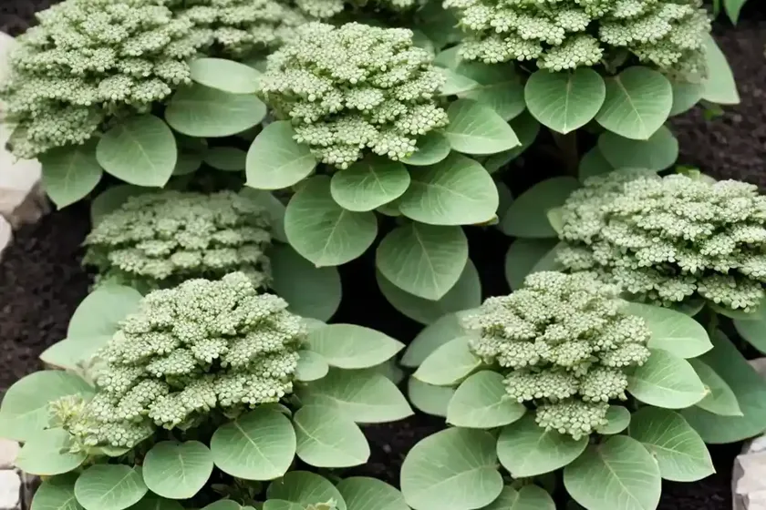 Myrtle spurge (euphorbia myrsinites)