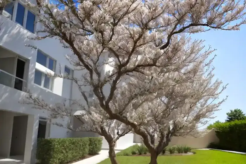 Myrtle tree (myrtus communis) — photo 3