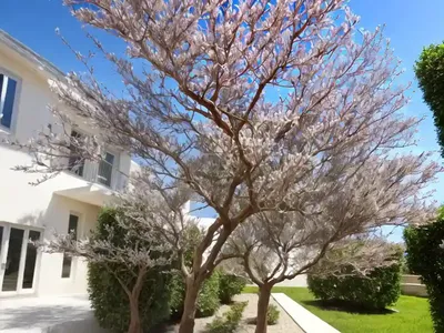 Myrtle Tree (Myrtus Communis)