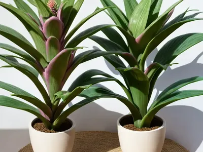 Nakedstem Livingvase (Aechmea Nudicaulis)
