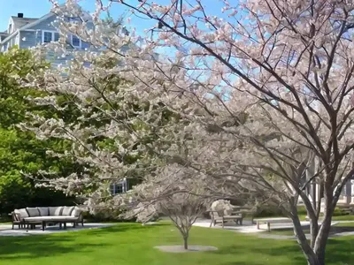 Nantucket Serviceberry (Amelanchier Nantucketensis)
