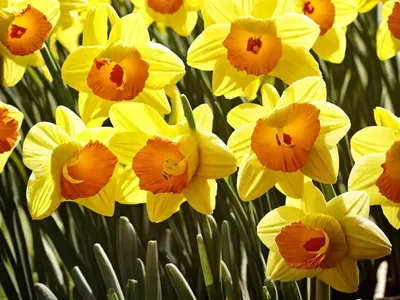 Narcissus ‘Fortissimo’ (Large-Cupped Daffodil)