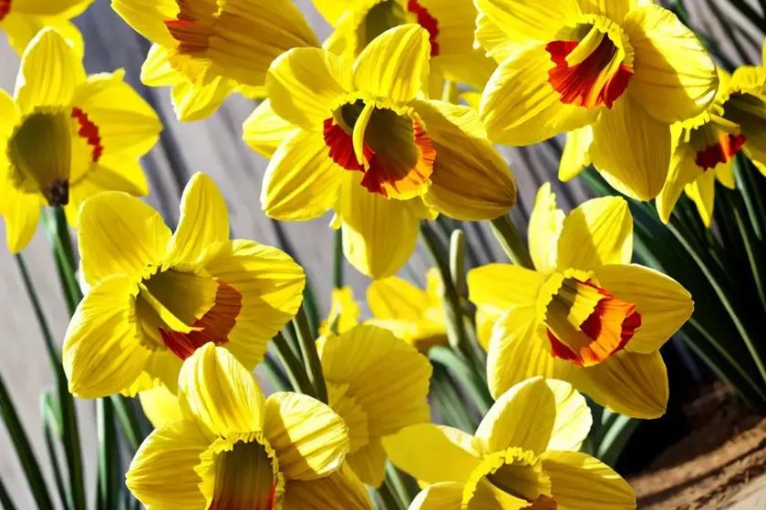 Narcissus ‘fortune’ (large-cupped daffodil) — photo 3