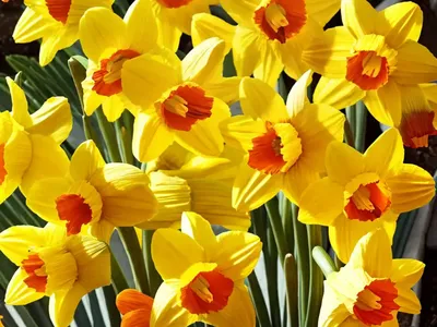 Narcissus ‘Gigantic Star’ (Large-Cupped Daffodil)