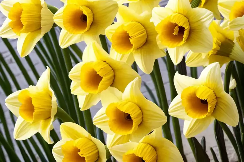 Narcissus ‘yellow river’ (trumpet daffodil) — photo 2
