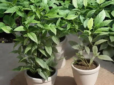 Narrow-leaf Chalk Sticks (Curio Talinoides)