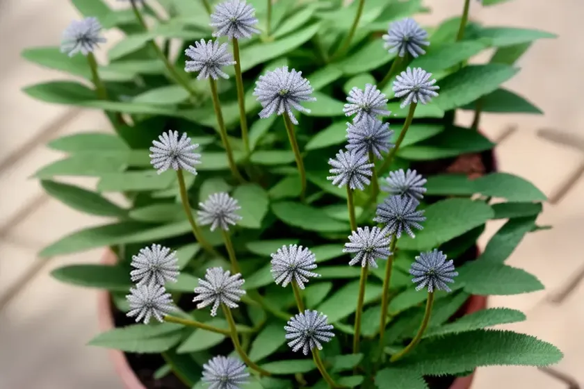 Narrow-leaf chalksticks (senecio vitalis) — photo 3