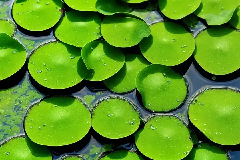 Narrow-leaf duckweed (lemna trisulca) — photo 2