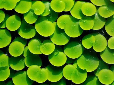 Narrow-leaf Duckweed (Lemna Trisulca)