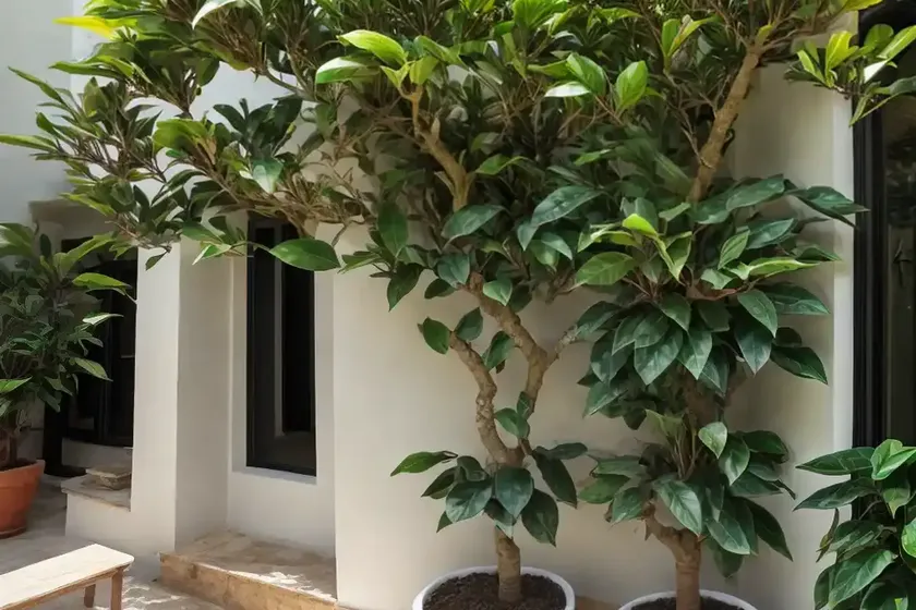 Narrow leaf fig (ficus longifolia) — photo 2
