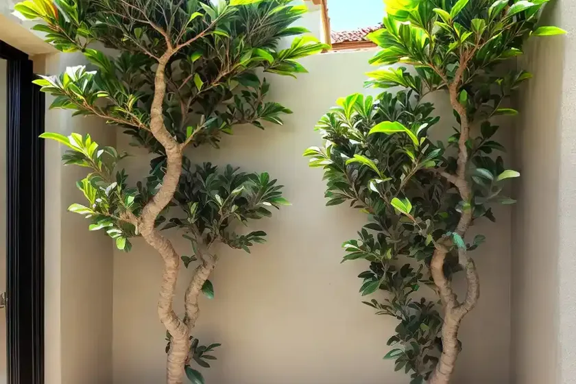 Narrow leaf fig (ficus longifolia) — photo 3