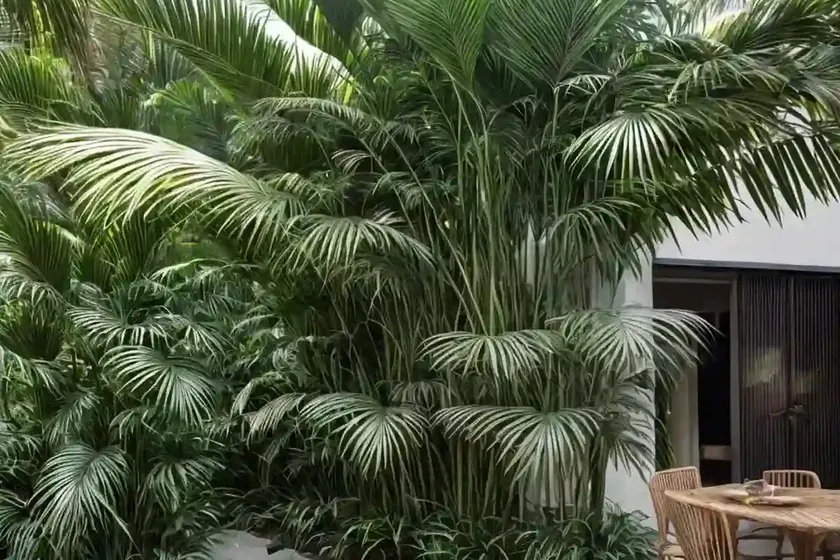 Narrow-leaf palm-lily (cordyline stricta) — photo 2