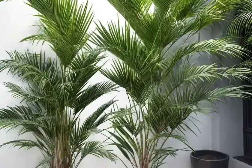 Narrow-leaf palm-lily (cordyline stricta) — photo 3