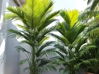 Narrow-leaf Palm-lily (Cordyline Stricta)