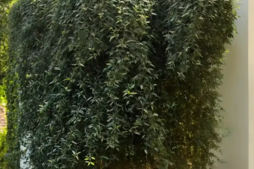 Narrow-leaved mock privet (phillyrea angustifolia) — photo 3