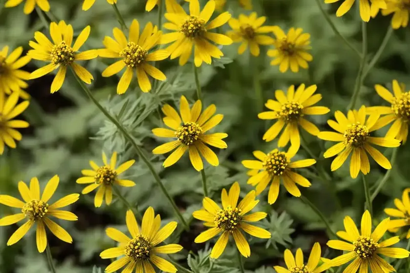 Narrow-leaved ragwort (senecio inaequidens) — photo 2