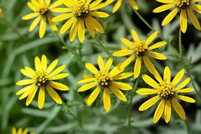 Narrow-leaved ragwort (senecio inaequidens) — photo 3