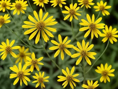 Narrow-Leaved Ragwort (Senecio Inaequidens)